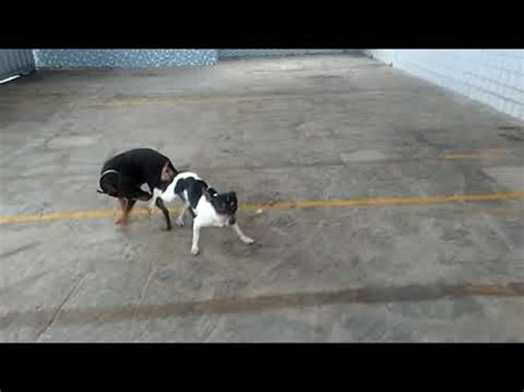 Cachorro Pega Cadela E O Pau Fica Preso Bob Rolavilda YouTube