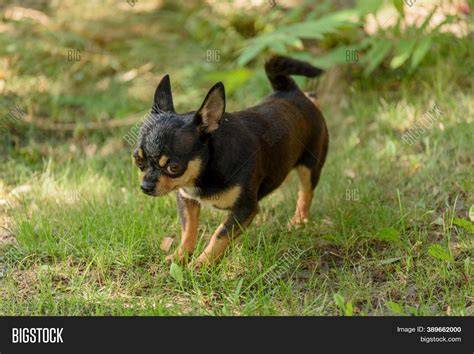 Pet Dog Chihuahua Image And Photo Free Trial Bigstock