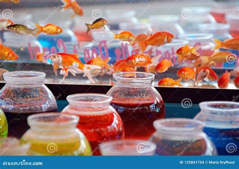 Colorful Goldfish Bowls For Carnival Game Stock Photo Image Of Color