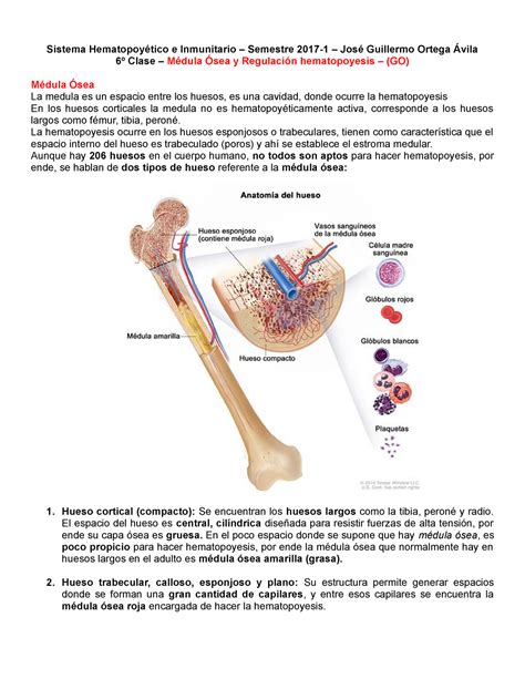 Médula Ósea Y Regulación Hematopoyética Sistema E Inmunitario