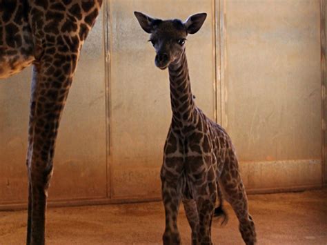 Baby Masai Giraffe Born At Phoenix Zoo Its Second Giraffe Calf In Less