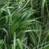 Beautiful as a landscape accent or in mass plantings. Pennisetum, Black Fountain Grass Pennisetum alopecuroides ...