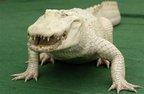 White Diamond The Only Albino Alligator In Europe