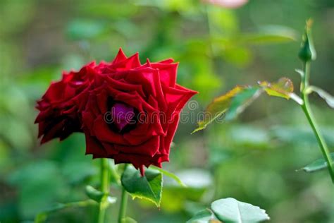 Red Rose Flowers Stock Photo Image Of Blooming Focus 134830752