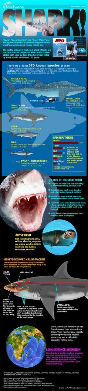 Shark Science Infographic Shark Facts Shark Marine Biology
