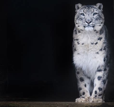 Gorgeous Snow Leopard Cubs Growing Up In Kent My Weekly