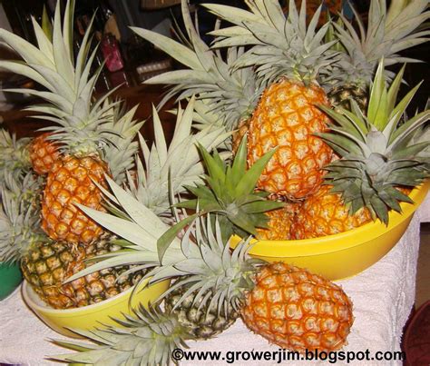 Garden Adventures Pineapple Ananas Comosus