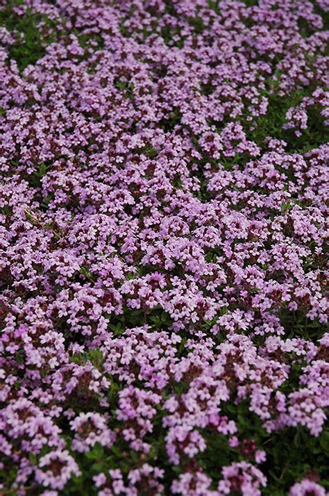Red Creeping Thyme Thymus Praecox Coccineus In St Michael
