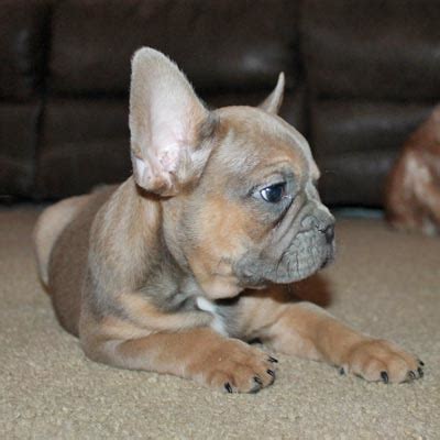We offer frenchie puppies with colors such as lilac, merle, blue,black and tan. Colorado French Bulldog Breeder