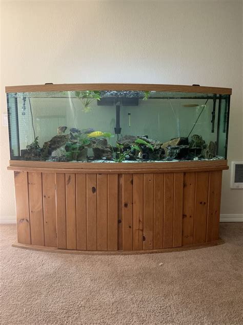180 Gallon Bow Front Aquarium W Stand For Sale In Seattle Wa Offerup