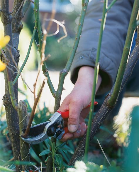 When And How To Prune Roses For Best Blooms Gardens Illustrated
