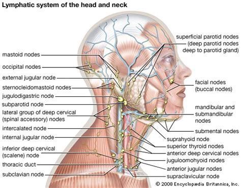 Cervicalneck (occipital, submental, preauricular, submandibular, internal jugular). Lymph node | anatomy | Britannica.com