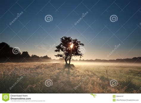Sunbeams Through Tree During Misty Morning Stock Image Image Of