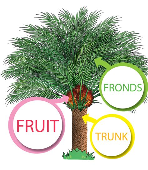 Maybe you would like to learn more about one of these? Edupalm | The Productive Oil Palm