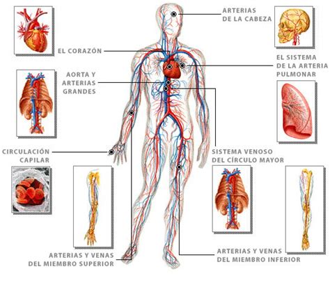 Lista 102 Foto Imagenes Del Sistema Circulatorio En Ingles Actualizar