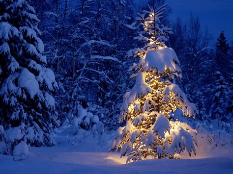 Fondos De Pantalla Árboles Luces Noche Nieve Invierno Rama