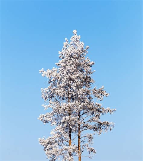 Lonely Pine Tree Covered With Frost On A Calm Sunny Cold Winter Stock