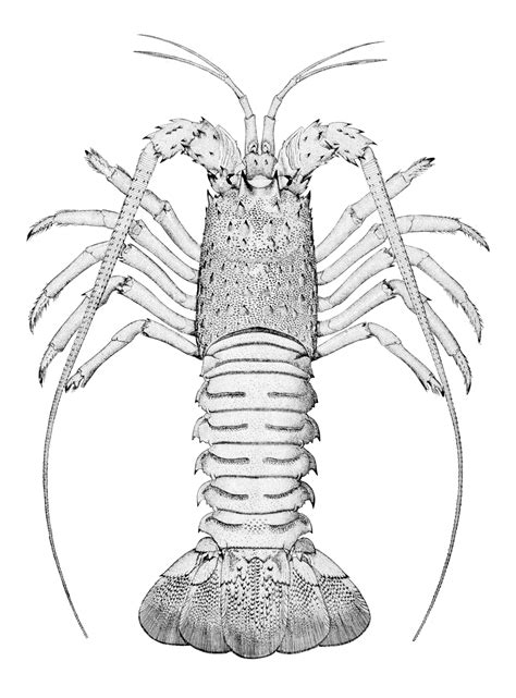 Download Spiny Lobster coloring for free - Designlooter 2020 👨‍🎨