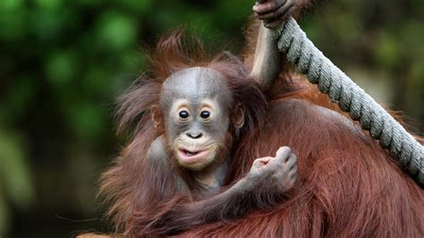 38 Baby Orangutan Wallpapers Wallpapersafari