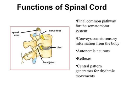 When the spinal cord is injured, the exchange of information between the brain and other parts of the body is disrupted. Spinal cord