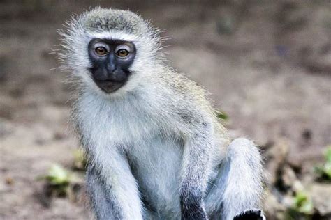 Samango Monkey Mammals South Africa