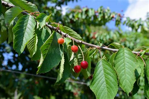 Tree Branch With Small Red Berries Stock Image Image Of Ripe Fresh