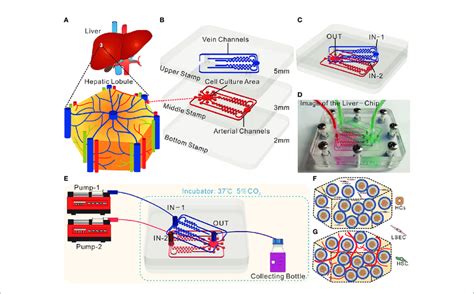 Design And Operation Of The Tri Vascular Liver On A Chip Tvloc A