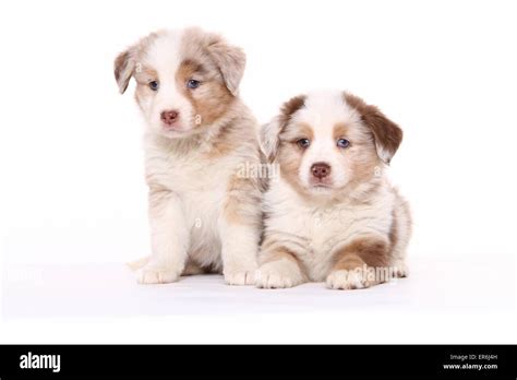Miniature Australian Shepherd Puppies Hi Res Stock Photography And