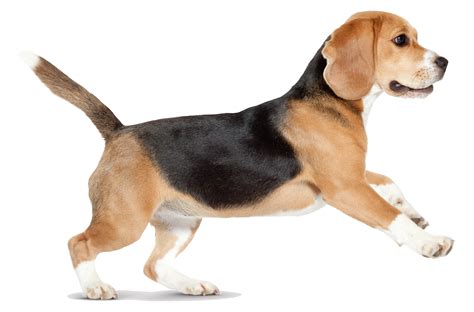 We did not find results for: Beagle Siberian Husky Puppy Pet sitting Pillow - dogs png ...