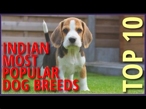 Top 10 Most Popular Dog Breeds in India - YouTube