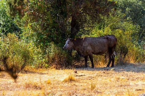 Grazing Wildlife On The Dry Grass Fields In La Pedriza National Park On