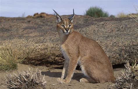 Caracal Its Nature