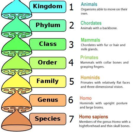 classification of animals kingdom phylum - Google Search (With images