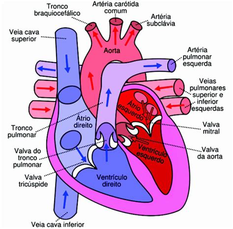 Hablemos Del Sistema Circulatorio Anatomia Cardiaca Anatomia Y Images