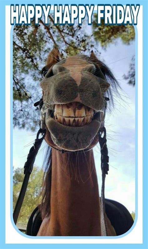 Happy Friday Horse Smiling Horses Smiling Animals Images And Photos