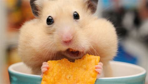 Hamster Hd Wallpaper Background Image 2048x1165 Id