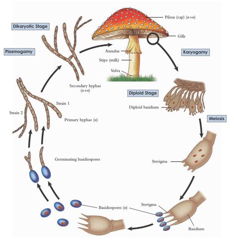 The Life Cycle Of A “typical” Basidiomycete Mushroom Fungi Hongos