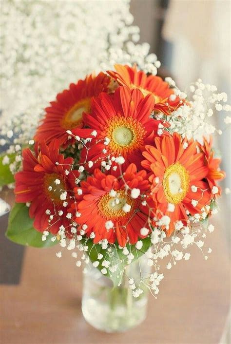 Check spelling or type a new query. Orange Gerbera Daisies, White Gypsophila (Baby's Breath ...