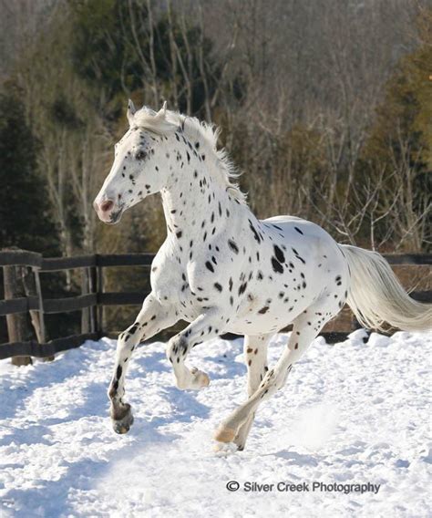 barking   moon  breed  horse   appaloosa
