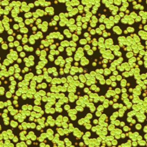 Although they serve a number of important functions, their primary role is to protect from a variety of when viewed under the microscope, it is possible to view the cell nucleus, a very thin layer of cytoplasm that can. Plant Cells Under Microscope Stock Illustration ...