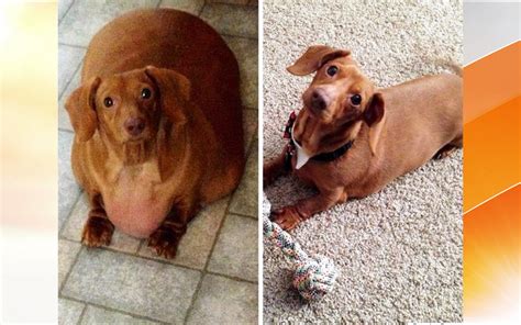 Free Download Dachshund On A Diet Obese Ohio Pup Loses 80 Percent Of