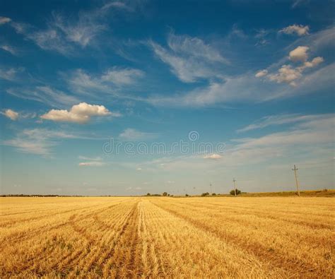 Field Of Wheat After Harvesting On Blue Sky And Clouds Agricultural