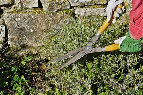 Pruning Lavender When And How To Do It Video Guidance