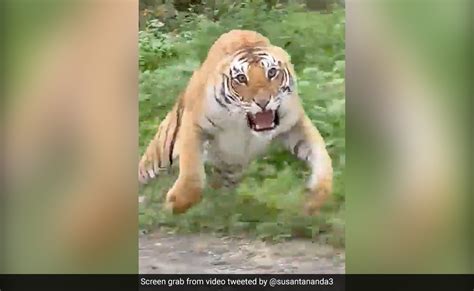Tiger Gets Angry Roared And Jumped On The Tourists While They Taking