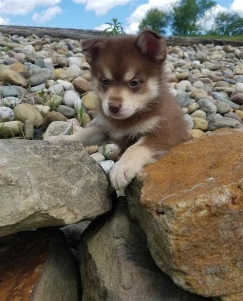 This protective pup also makes an excellent watchdog. Pomsky Puppies For Sale | Charlotte, NC #294894 | Petzlover