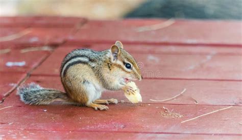 A Cute Adorable Chipmunk With Both Front Paws Feet On The Window