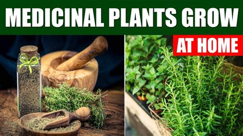 Best Medicinal Plants To Grow at Home | Nature's Pharmacy at Your
