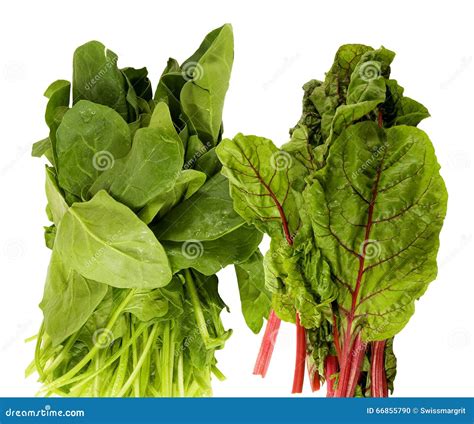 Fresh Spinach And Swiss Chard Stock Photo Image Of Stem Swiss 66855790