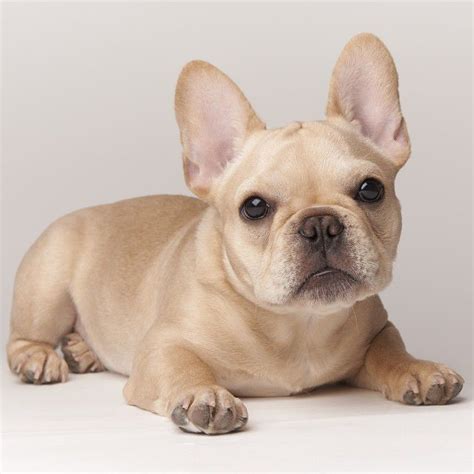 Before owning a french bulldog watch our videos & discover various french bulldog colors. The 25+ best Cream french bulldog ideas on Pinterest ...