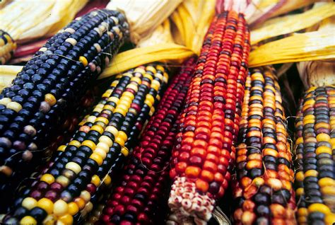 Indian Corn Photograph By Tim Canwell Pixels